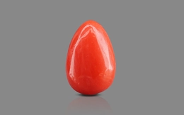 Red Coral - 1.54 Carat Limited - Quality CC 5755